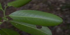 Casearia zeylanica